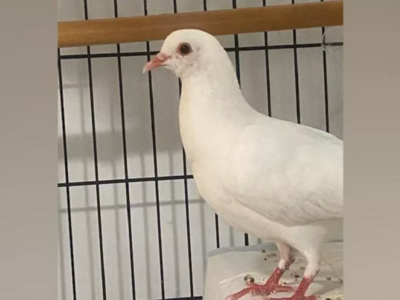 Check Out These Exotic Pets Available for Adoption in New York City
