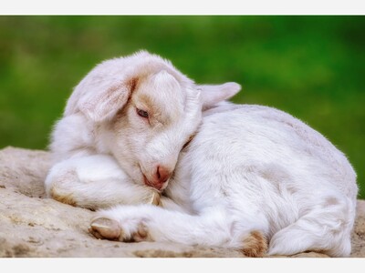 Baby Animal Days