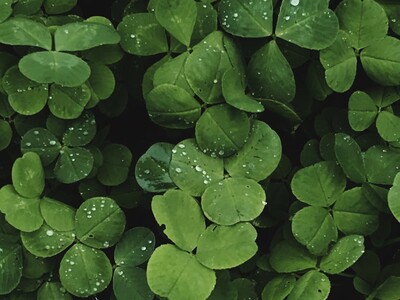 Plant Your Own Clover at Grafton Lake State Park